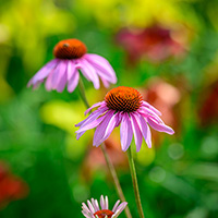 Close-up photo of purple cone flowers.