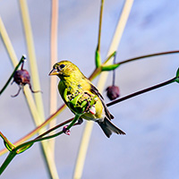 Photo of a goldfinch sitting on a branch near a yellow prairie dock flower.
