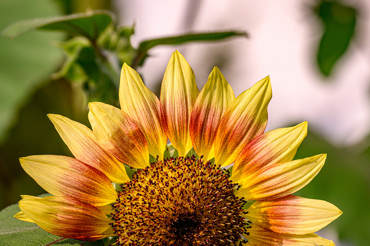 Close-up photo of a sunflower.
