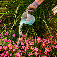 Photo of a watering can full of blue liquid being poured onto a bed of pink begonias.