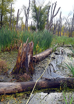Photo of wetland with stumps and logs