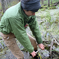 Grace Ward collecting sample in wetland.