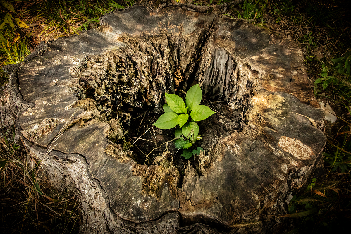 A seedling springs up within the circle of a rotten stump.
