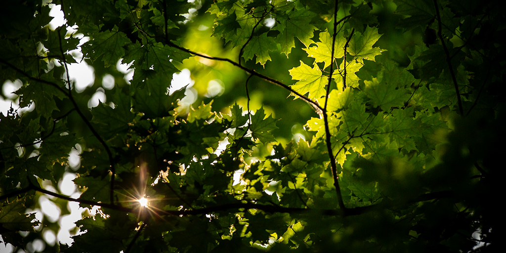 Sunlight filters through maple leaves in the forest canopy.