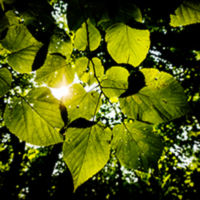 Leaves of an American basswood tree in Trelease Woods.