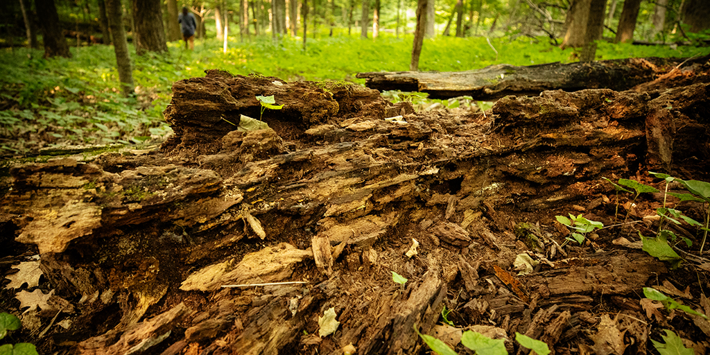 The remains of a giant fallen tree crumble into the earth.