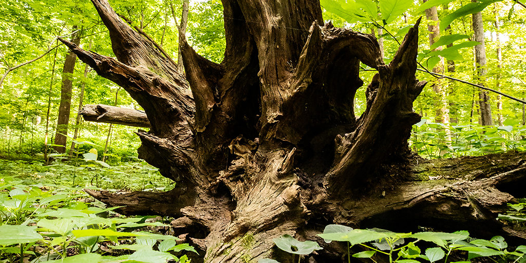 Photo of the roots of a toppled tree.