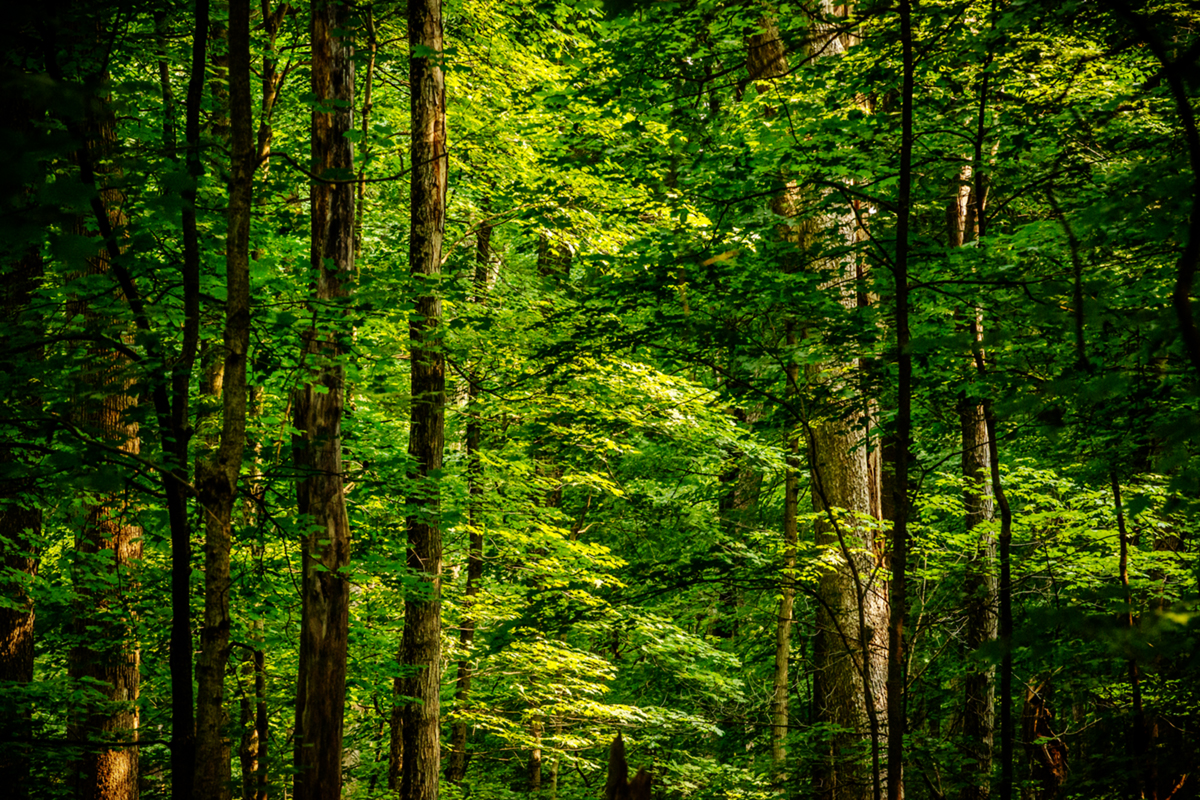 Photo of tree canopy.