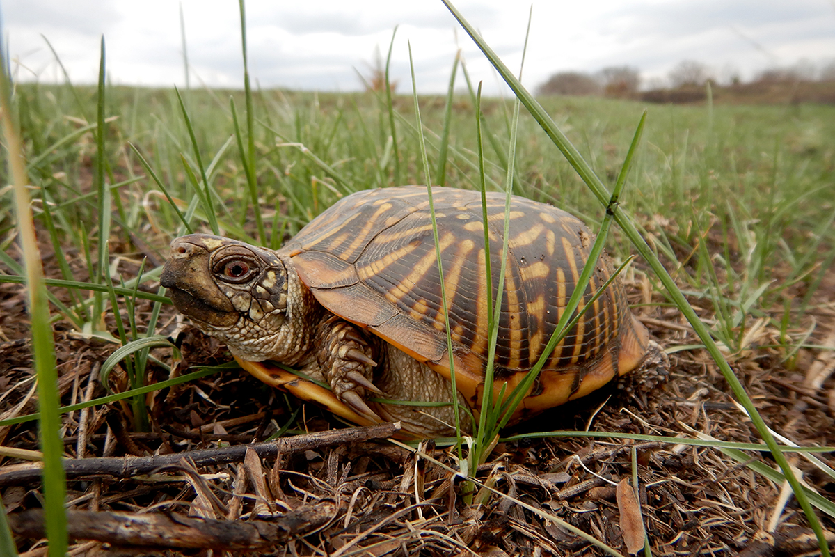 A census of ornate box turtles will help researchers determine the turtles’ status in Illinois.