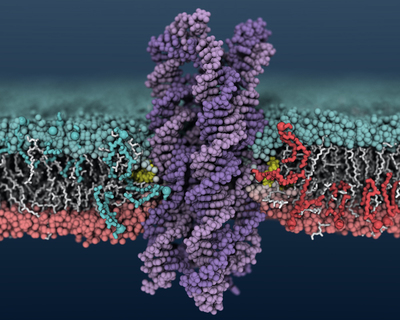 A synthetic DNA enzyme inserts into a cell membrane, causing lipids to shuffle between the inner and outer membrane layers.