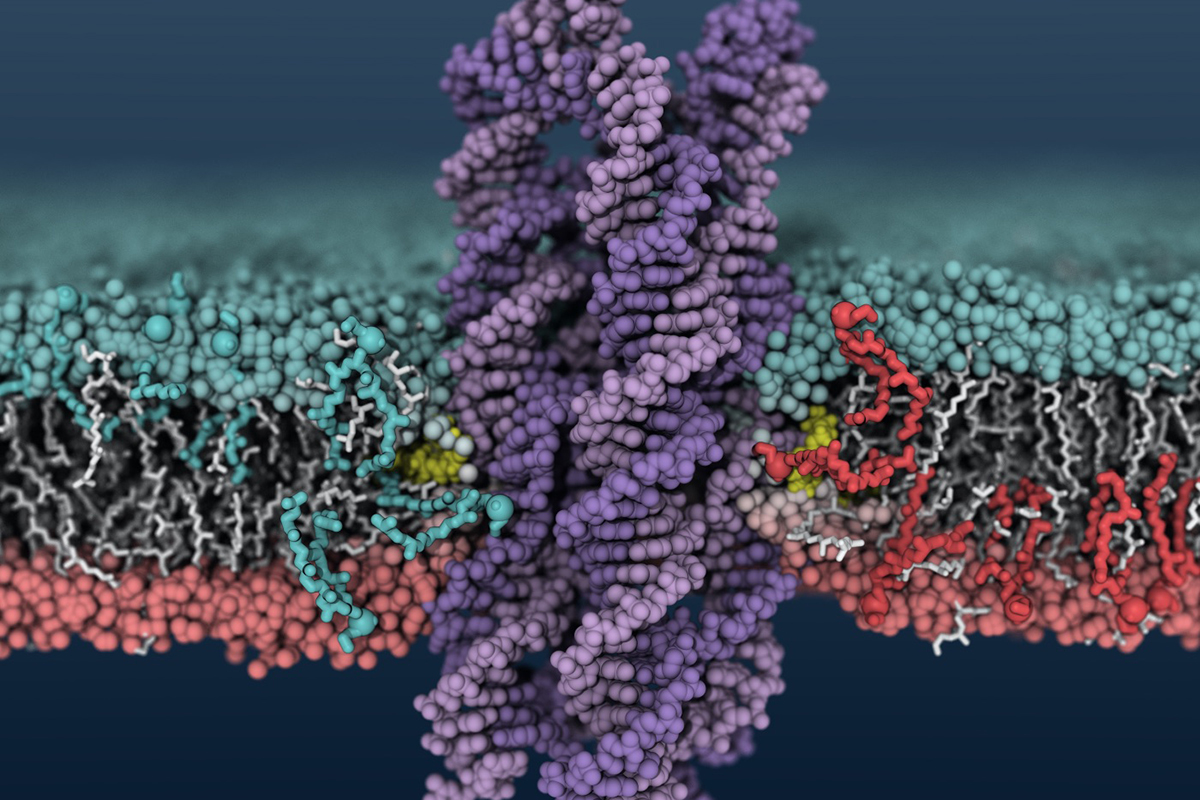 A synthetic DNA enzyme inserts into a cell membrane, causing lipids to shuffle between the inner and outer membrane layers.