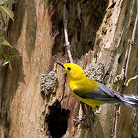 A male prothonotary warbler investigates a natural cavity in southern Illinois to determine if it is a suitable place for a nest.