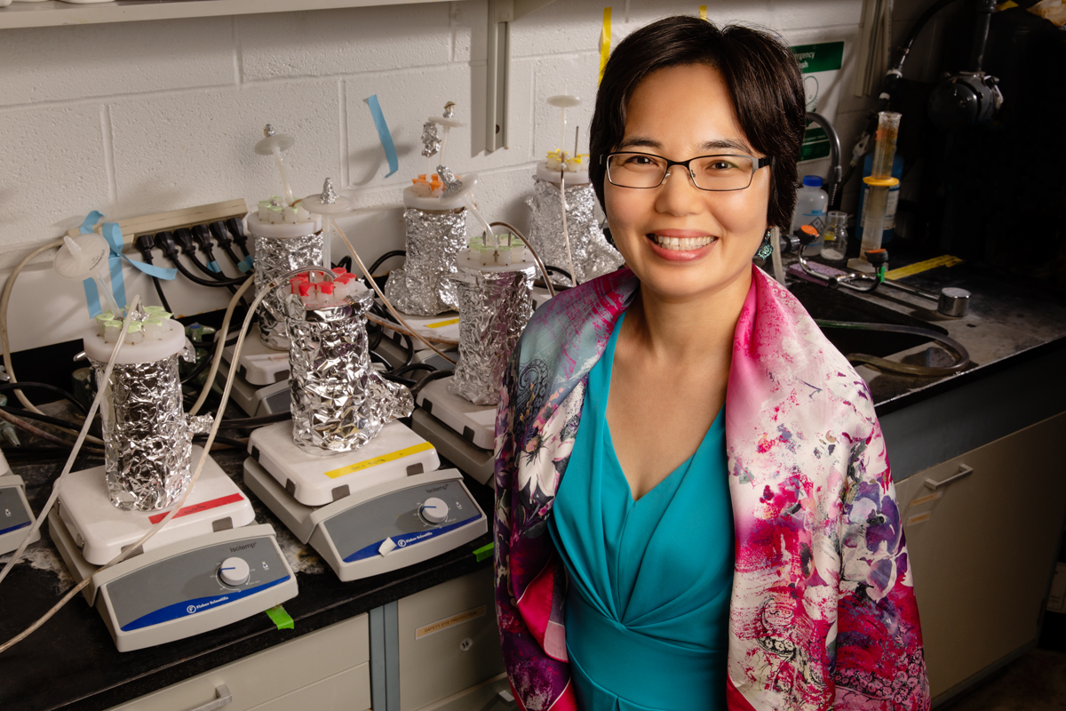 Civil and environmental engineering professor Helen Nguyen has found that water-softening additives may increase the risk of pathogen release into drinking water by weakening the grip that bacteria have on pipe interiors.