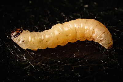 The navel orangeworm caterpillar works with a fungus to overcome plant chemical defenses, a new study finds.