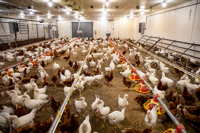 About 1,200 chickens, including white leghorns, pure Columbians and brown egg-layers known as Hy-Lines, inhabit a facility designed to hold roughly 2,500 chickens.