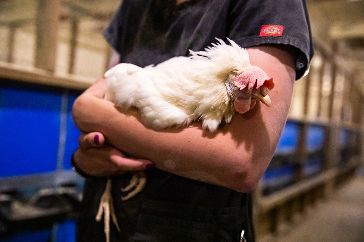 Photo of Womack holding a hen.