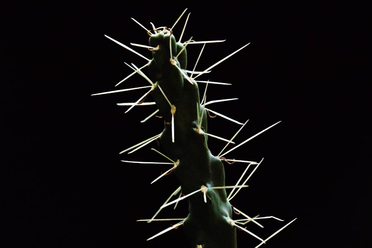 The spines of Cylindropuntia fulgida, also known as jumping cholla, have a reproductive role. They latch on to passersby and carry small chunks of cactus flesh to new locations.
