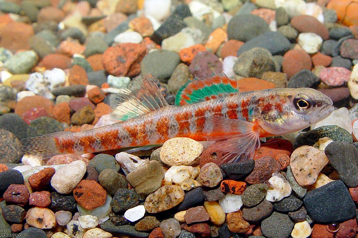 Scientists are finding Iowa darters in Illinois streams that are too small to map.