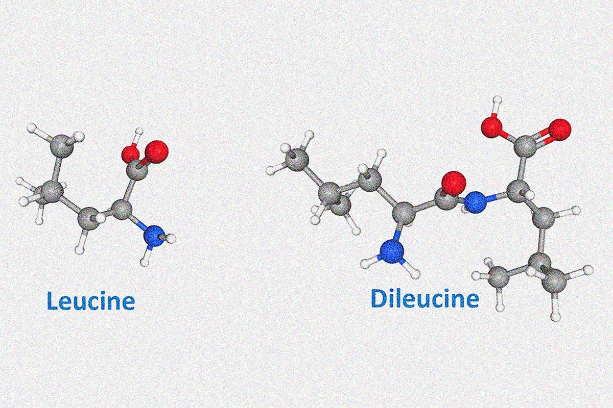 Dileucine and leucine
