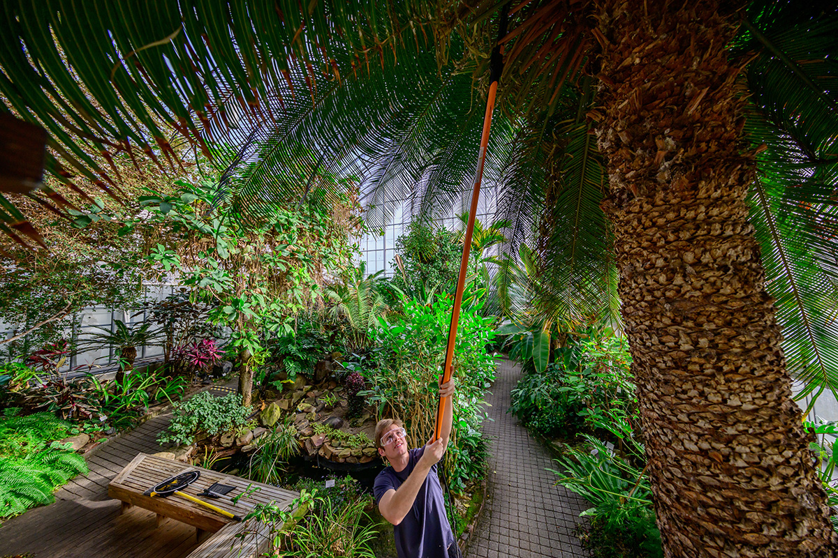 Greenhouse student worker Eric Sylvester cuts dead branches from a queen sago palm tree.