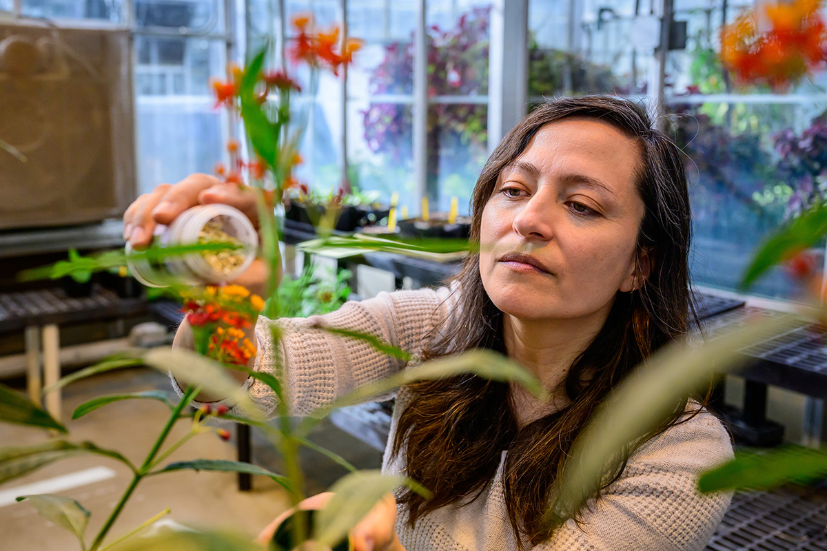 Plant biology greenhouse coordinator Heather Lash uses beneficial insects to control pests in the greenhouse.