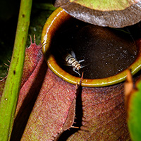 Pitcher plants lure insects like this unfortunate cricket into their water-filled “pitfall traps.”