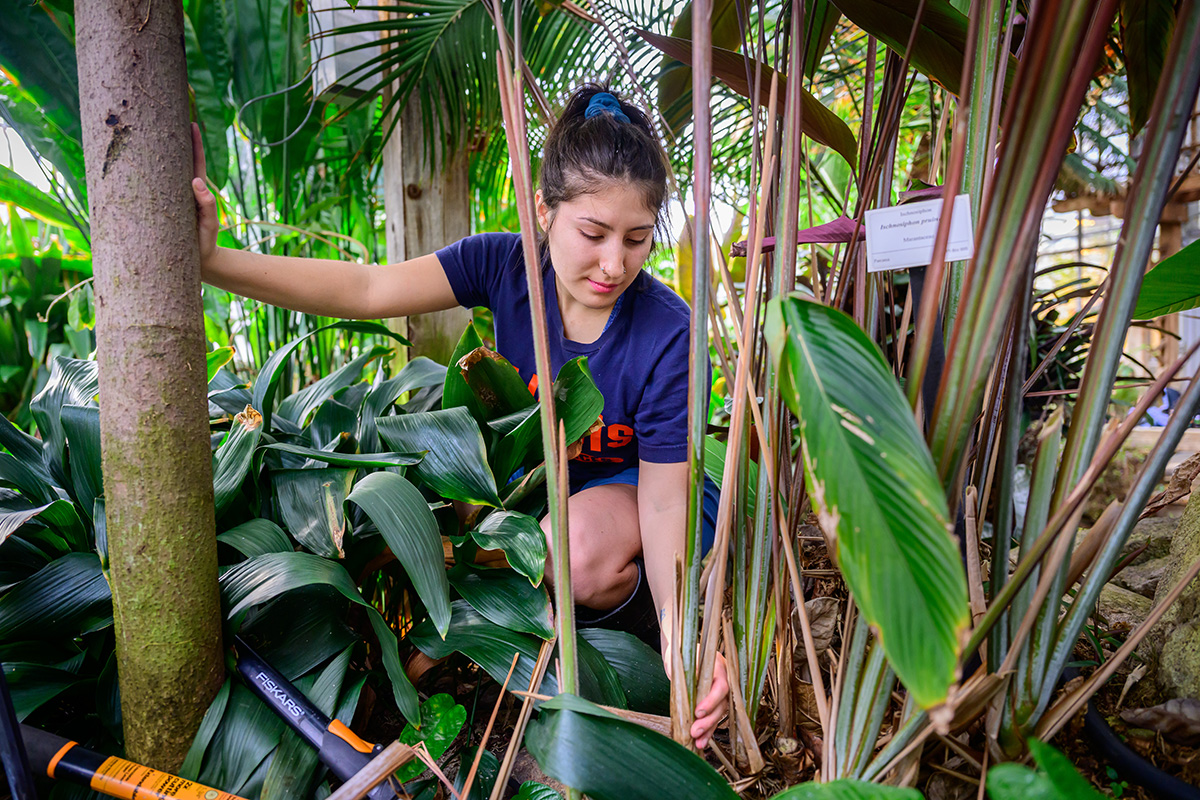 Greenhouse assistant student worker Alexandra (Lexi) Gomez cuts back dead foliage from a Ischnosiphon pruinosus plant.