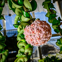 Hoya plants blossom, filling the room with their sweet fragrance. The individual flowers are a unique combination of waxy, fuzzy and sticky.