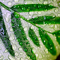 Water droplets form on the leaf of a Calathea.