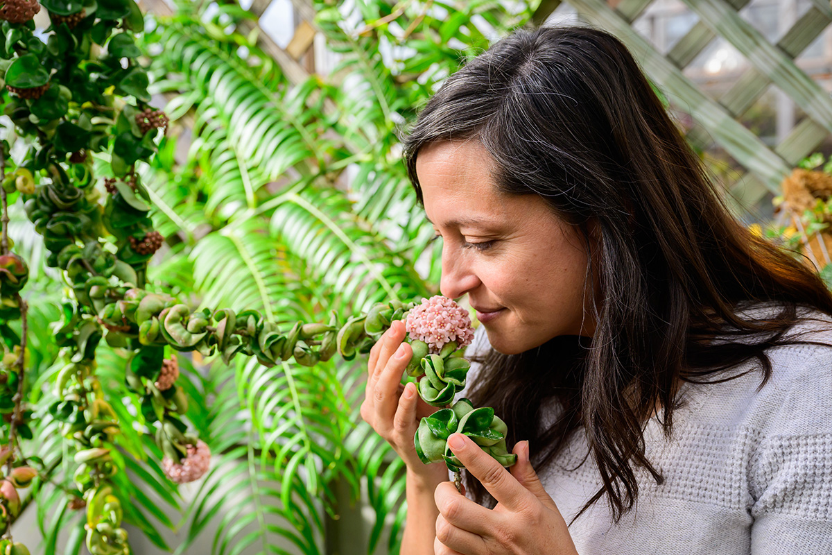 Greenhouse coordinator Heather Lash smells the fragrance of a Hindu rope plant, Hoya carnosa Compacta.