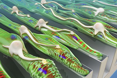 As shown in this artist’s rendering, grooved surfaces help muscle grow into aligned fibers, which provides a track for neurons to follow.