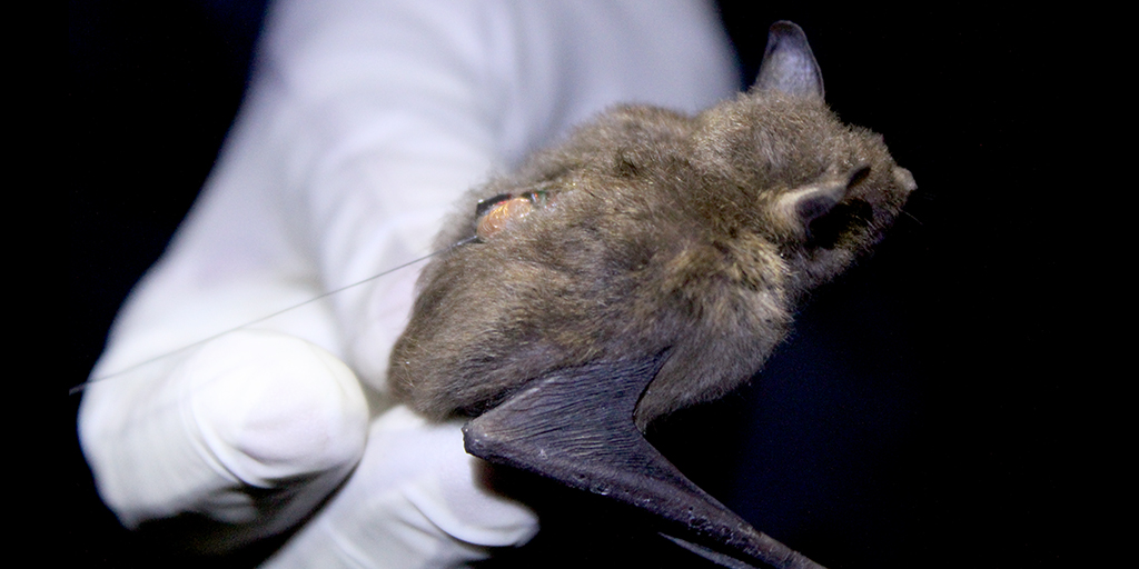 Photo of a bat with a small device and slender antenna on its back.