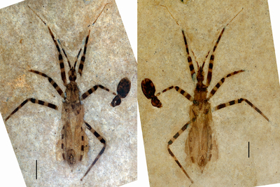 Photos of both halves of the fossil, showing the assassin bug's banded legs and abdomen, and with a view of the genital capsule called the pygophore, which is shaped like a tiny almond with some hard structures inside.