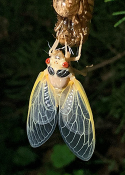 The newly molted cicada has very pale wings, red eyes and black spots on either side of its thorax. It dangles from its own empty exoskeleton..