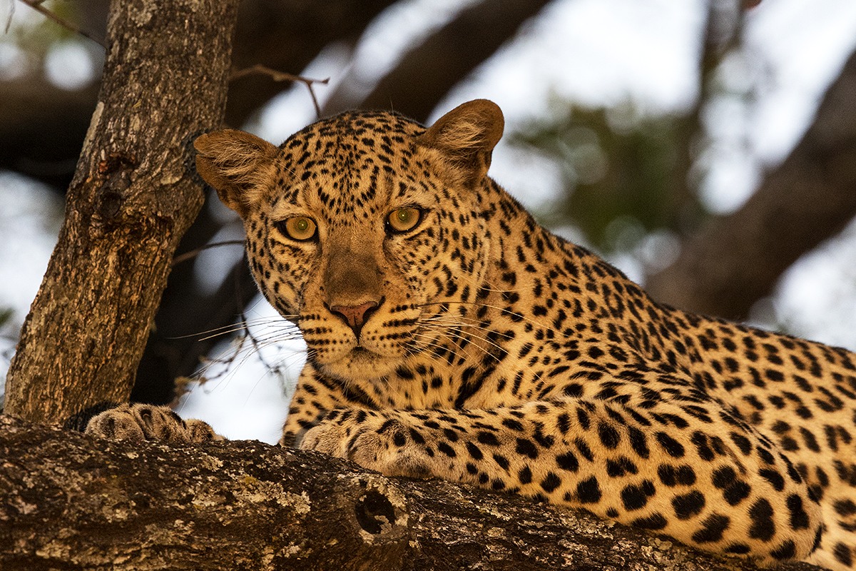 Stunning closeup of a leopard in a tree. The leopard is lit with an intense yellow morning or evening light. It is peering into the camera and looks relaxed.