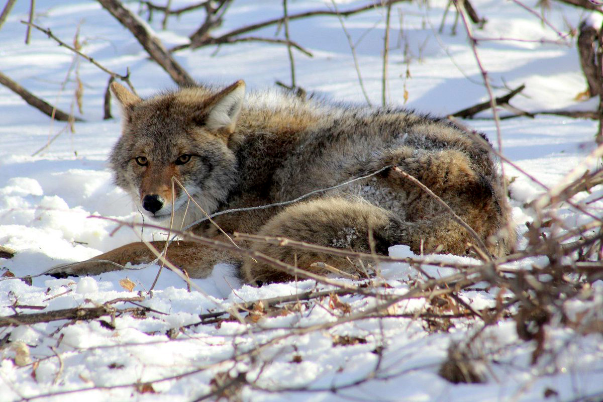 Benefits And Role Of Coyote Hunting In Illinois