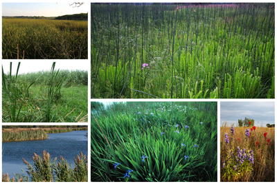 Even when they dominate a wetland site, native plants, right, tend to coexist with a greater diversity of other native plants than when non-native plants, left, are dominant.