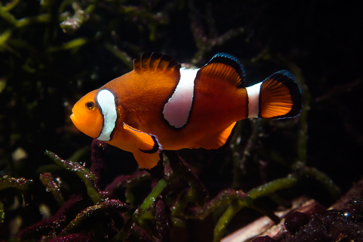 For Anemonefish Male To Female Sex Change Happens First In The Brain Illinois