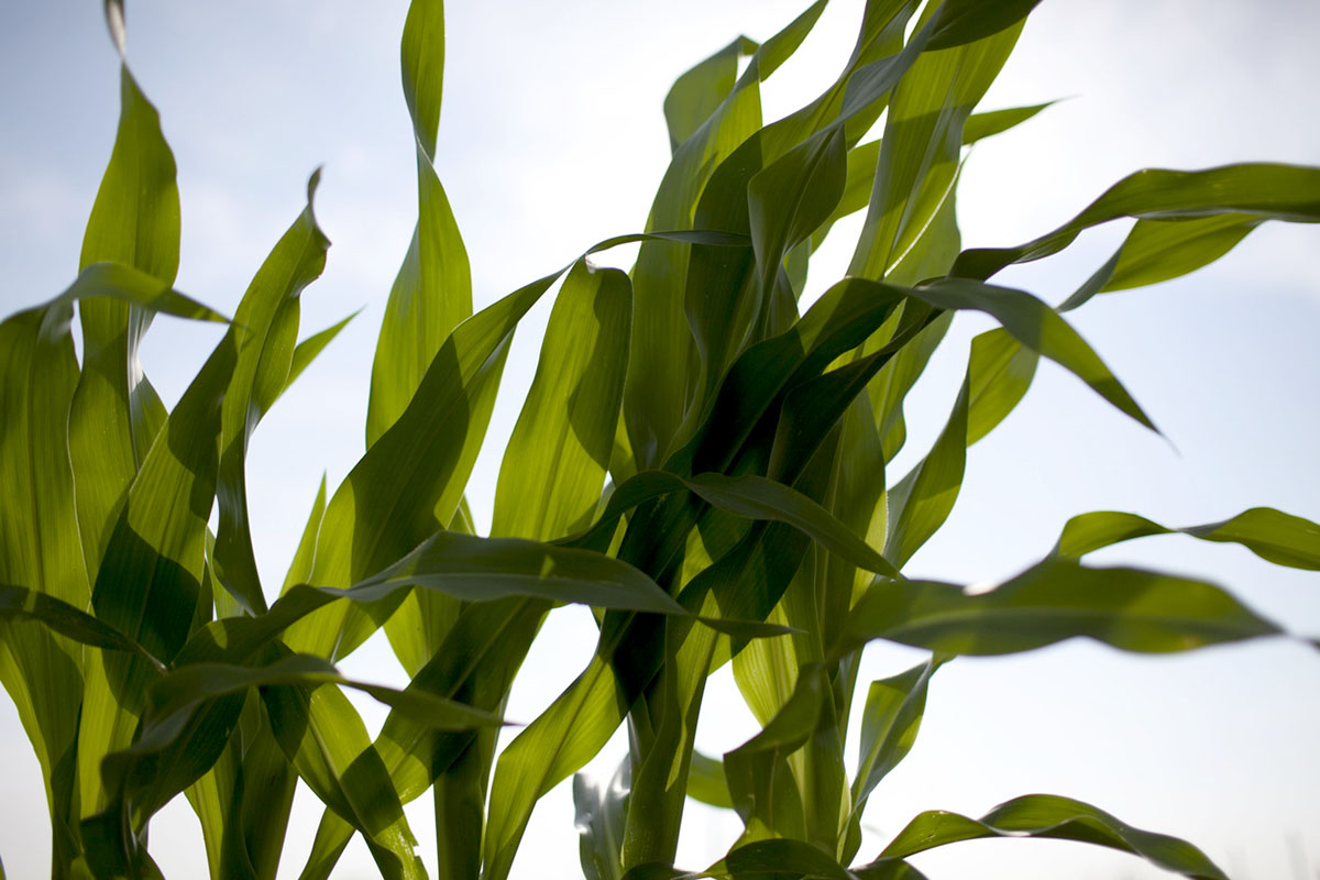 A new study reveals genetic differences that influence how corn responds to higher concentrations of ground-level ozone.
