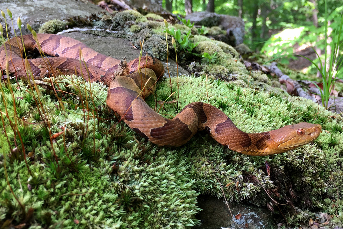By the end of a five-year drought, copperheads living in a forested region near Meriden, Connecticut, stopped giving birth.