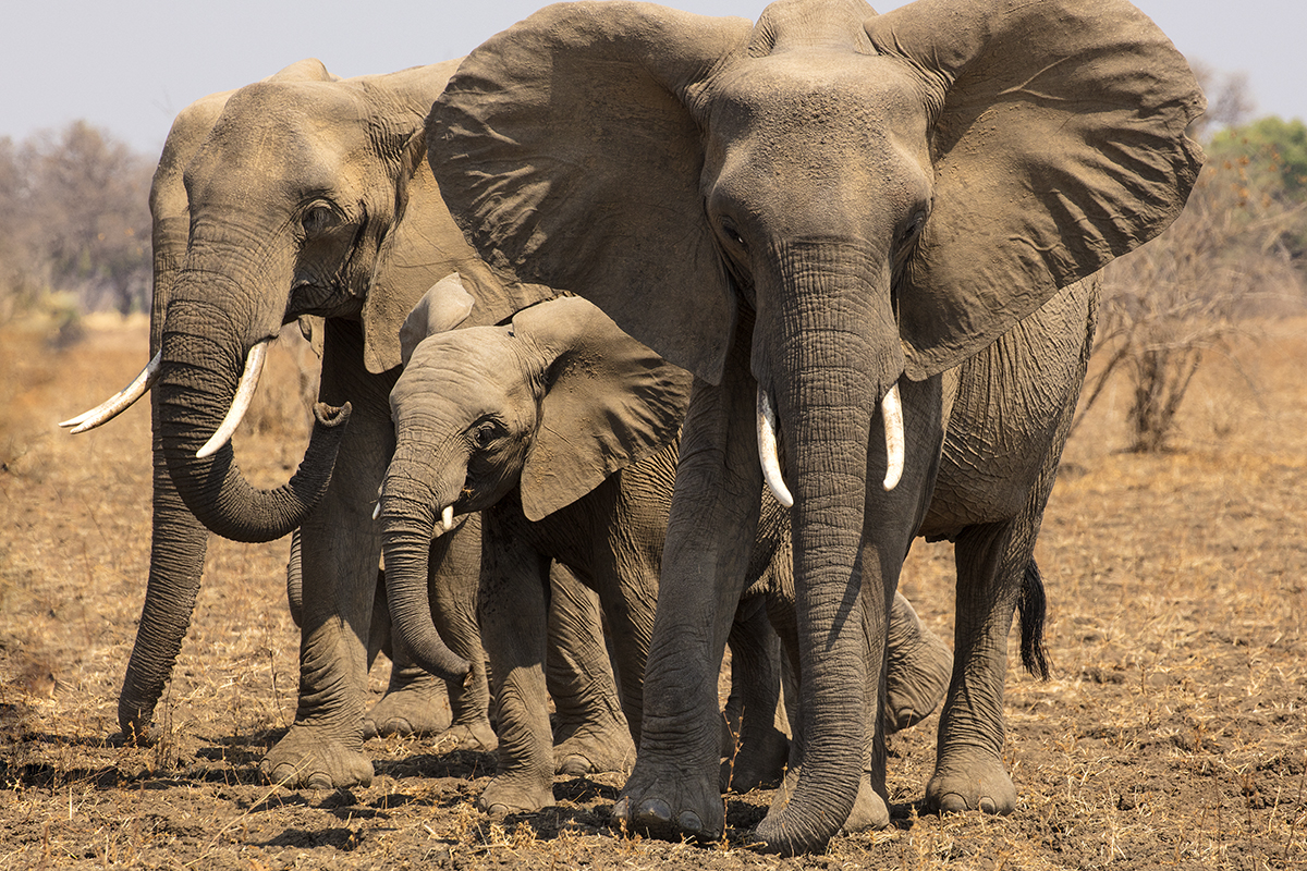 Illegal hunting is a major threat to African elephants, with more elephants killed by poachers than from natural causes. A new tool will help trace the origins of ivory seized from poachers.