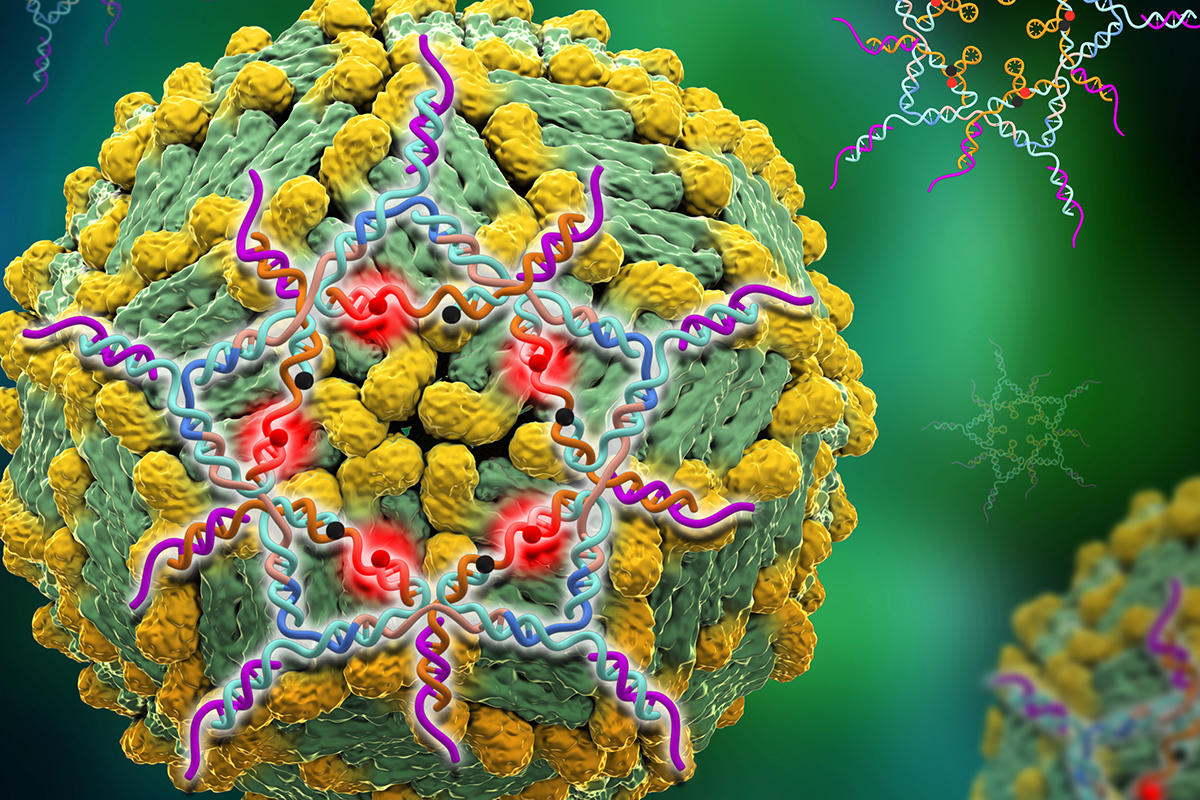 In an artist's rendering, star-shaped DNA binds onto a dengue virus and lights up to detect the virus in a blood test.