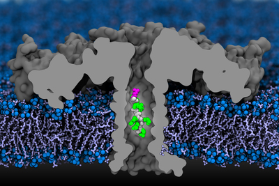 In this computer simulation, a portion of a protein moves through an aerolysin nanopore.