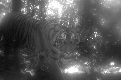 A camera-trap study in a national park in Sumatra captured images of critically endangered wildlife, like this Sumatran tiger (Panthera tigris sumatrae).