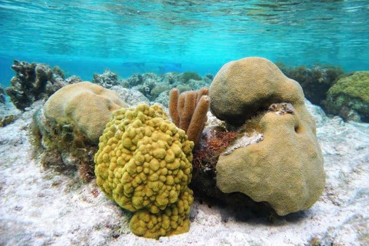 Corals on Turks and Caicos Islands in the Caribbean experienced very little bleaching and recovered quickly from the 2014-17 global coral-bleaching event, researchers report.