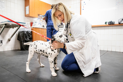 Veterinary neurologist Dr. Kari Foss greets a Dalmation puppy that needs his hearing tested.