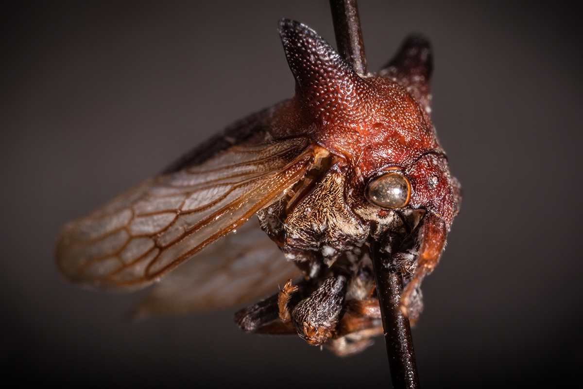 The insect now known as Kaikaia gaga represents a new genus and species of treehopper.