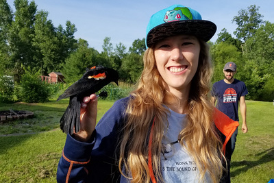 Illinois graduate student Shelby Lawson studies the interactions of red-winged blackbirds, cowbirds and yellow warblers.