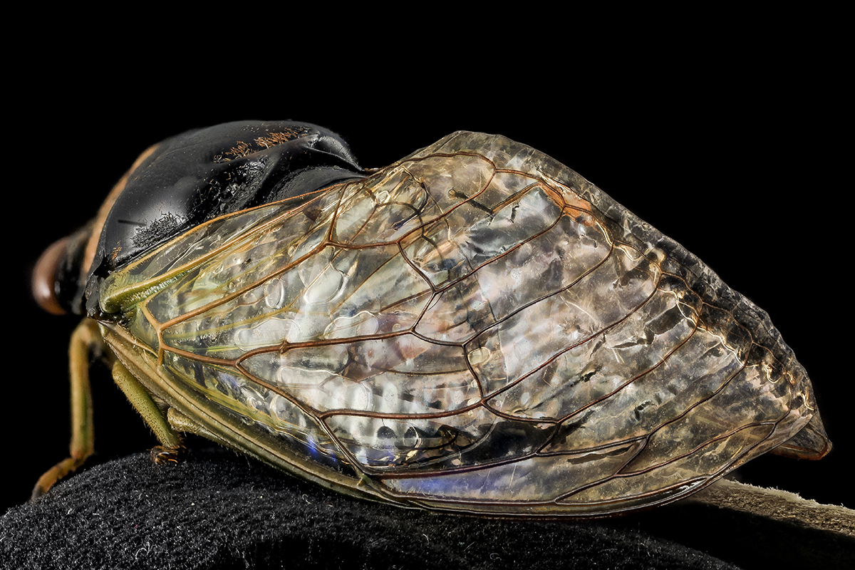 Scientists are exploring the structural and chemical characteristics of cicada wings.