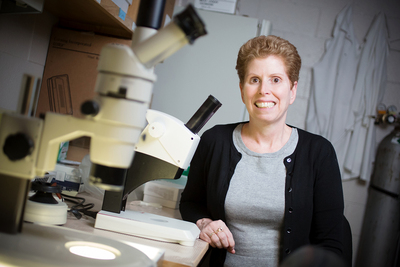 U. of I. professor of comparative biosciences Jodi Flaws and her colleagues reviewed dozens of studies exploring the relationship between exposure to environmental contaminants, the gut microbiome and human and animal health.